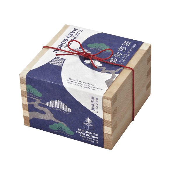 ソダテマス　盆栽栽培セット　黒松