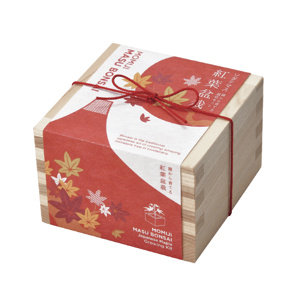 ソダテマス　盆栽栽培セット　紅葉